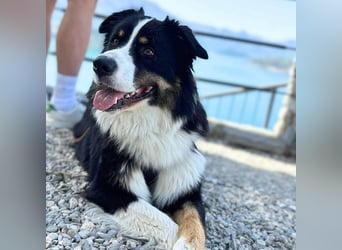 Archie - ist lernwillig,offen&zugänglich