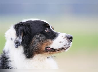 Balou, Australien-Shepherd, geb. 2011, sucht hundeerfahrene Familie, sportliche Leute