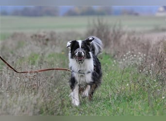 Balou, Australien-Shepherd, geb. 2011, sucht hundeerfahrene Familie, sportliche Leute