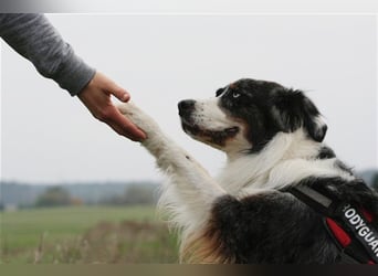 Balou, Australien-Shepherd, geb. 2011, sucht hundeerfahrene Familie, sportliche Leute