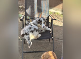 Australien Shepherd Hündin