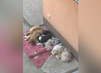 Australien Shepherd Hündin