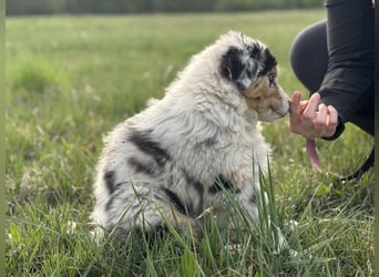 Australien Shepherd Hündin
