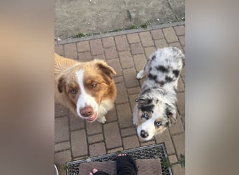 Australien Shepherd Hündin