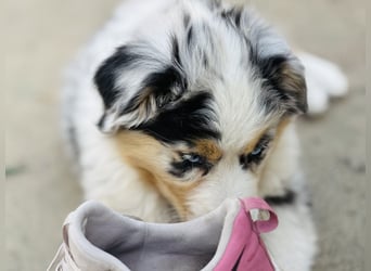 Australien Shepherd Hündin