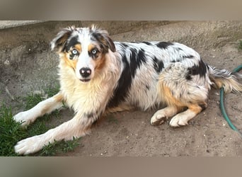 Australien Shepherd Hündin