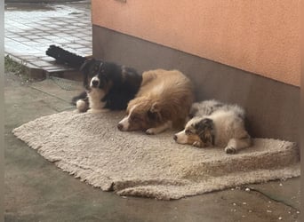 Australien Shepherd Hündin