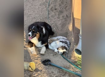 Australien Shepherd Hündin