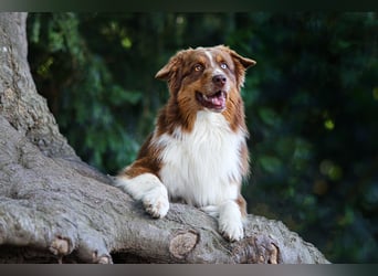 BRR Fire of Passion Aladdin DNA VP,- Dark Red Australian Shepherd Deckrüde, BH -VT, RO3, ROIC, Agi