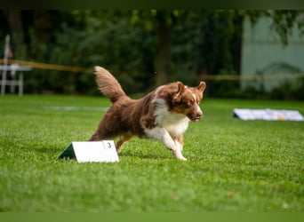 BRR Fire of Passion Aladdin DNA VP,- Dark Red Australian Shepherd Deckrüde, BH -VT, RO3, ROIC, Agi
