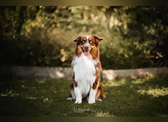 BRR Fire of Passion Aladdin DNA VP,- Dark Red Australian Shepherd Deckrüde, BH -VT, RO3, ROIC, Agi