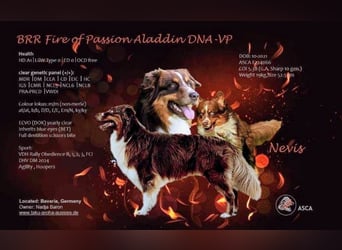 BRR Fire of Passion Aladdin DNA VP,- Dark Red Australian Shepherd Deckrüde, BH -VT, RO3, ROIC, Agi