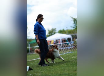 BRR Fire of Passion Aladdin DNA VP,- Dark Red Australian Shepherd Deckrüde, BH -VT, RO3, ROIC, Agi