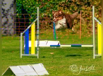 BRR Fire of Passion Aladdin DNA VP,- Dark Red Australian Shepherd Deckrüde, BH -VT, RO3, ROIC, Agi