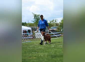 BRR Fire of Passion Aladdin DNA VP,- Dark Red Australian Shepherd Deckrüde, BH -VT, RO3, ROIC, Agi