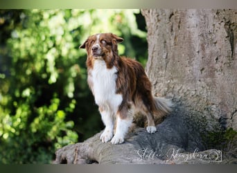 BRR Fire of Passion Aladdin DNA VP,- Dark Red Australian Shepherd Deckrüde, BH -VT, RO3, ROIC, Agi
