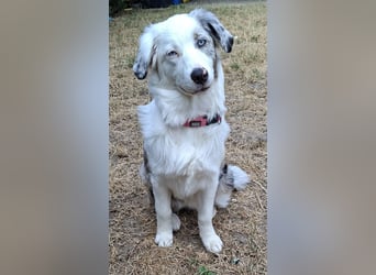 Australian Shepherd Hündin