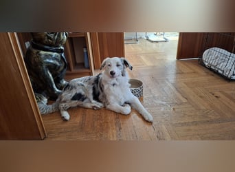 Australian Shepherd Hündin