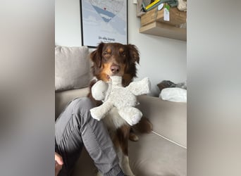 Jack - Charmanter Aussie Rüde