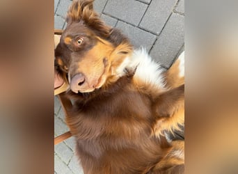 Jack - Charmanter Aussie Rüde