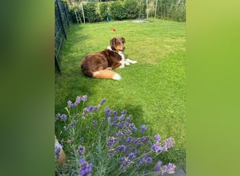 Jack - Charmanter Aussie Rüde
