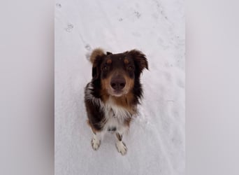 Jack - Charmanter Aussie Rüde