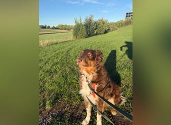 Jack - Charmanter Aussie Rüde