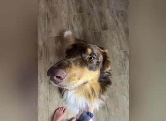 Jack - Charmanter Aussie Rüde