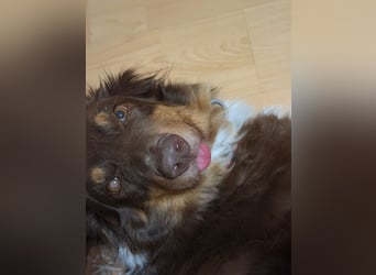 Jack - Charmanter Aussie Rüde