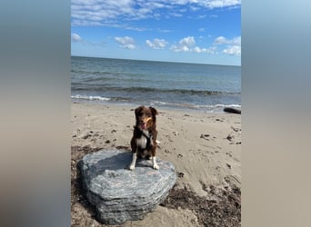 Jack - Charmanter Aussie Rüde