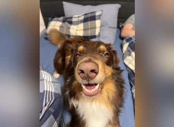 Jack - Charmanter Aussie Rüde