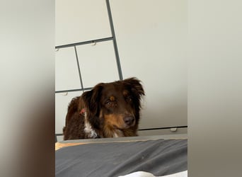 Jack - Charmanter Aussie Rüde