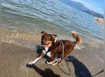 Jack - Charmanter Aussie Rüde