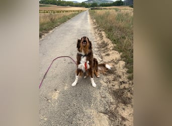 Jack - Charmanter Aussie Rüde