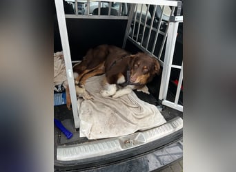 Jack - Charmanter Aussie Rüde