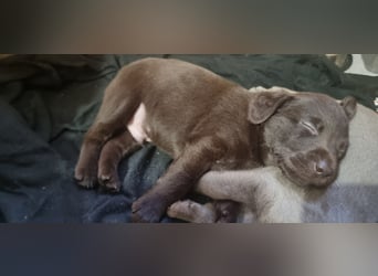 Brauner Labrador Rüde Arbeitslinie