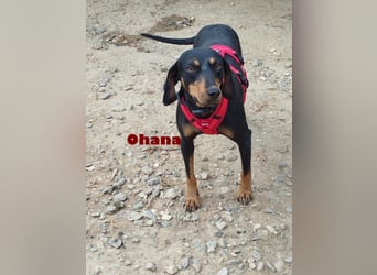 Ohana,geb.03/24,liebes Brackenmädchen sucht ihre Famiie