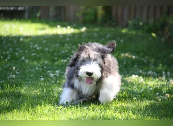 Bearded Collie , 1 Mädchen ist bereit für die Welt!
