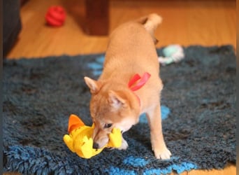 Schöne rote Shiba inu Welpen MEI, MIKA, MASARU mit FCI dokumenten