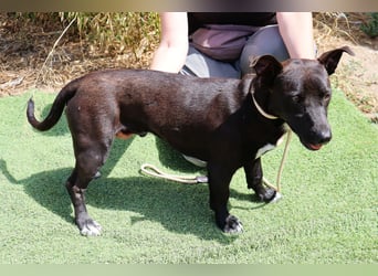 Cisco, Terrier-Mix, lieb und sozial