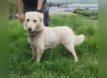 Steven, Retriever Mischling