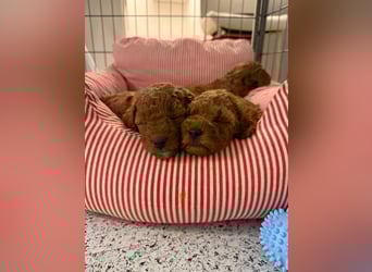 Bezaubernde Cavapoo-Welpen suchen ein liebevolles Zuhause