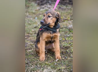 Malna-SI, kleine Welpin sucht liebe Familie