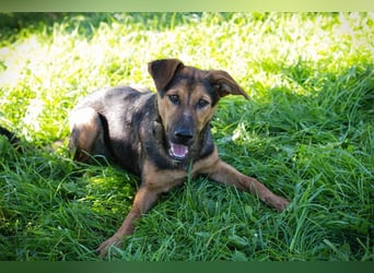 STINA - die aufgeweckte Junghündin liebt es zu spielen und zu kuscheln
