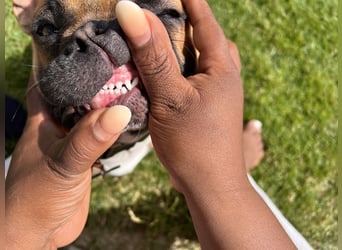 Deckrüde französische Bulldogge genetisch umfassend geprüft