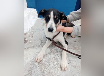 Naira, mit ihren Geschwistern Aiko und Sarabi sucht sie auch ein Körbchen