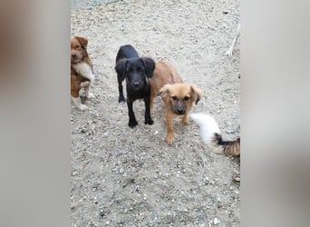CHERIE - Zuckersüßes Mädchen sucht ihre Menschen