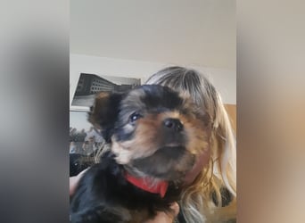 yorkshire terrier welpen