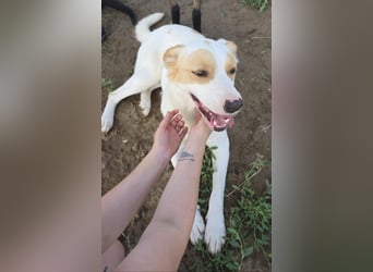 Falina sucht ein Zuhause