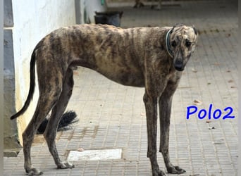 Polo2 geb. 05/2021 (ESP) - sehr lieber, freundlicher und kontaktfreudiger Galgo!